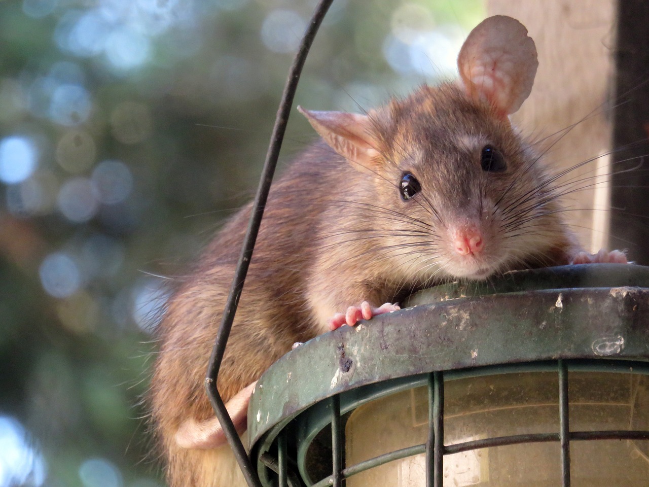 Zwalczanie szczurów – deratyzacja