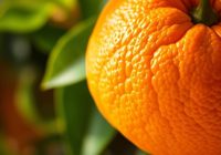Pomarańcza Seville – właściwości, zastosowanie i zdrowotne korzyści